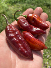 Load image into Gallery viewer, Serenade Horizon (Pepper Seeds)