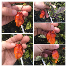 Load image into Gallery viewer, Primo Noir (Blushed) (Pepper Seeds)
