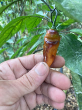 Load image into Gallery viewer, PJ Red OG (Pepper Seeds)