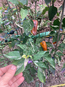 Kandam (VSRP Poblano) (Pepper Seeds)