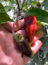 Load image into Gallery viewer, PJ Red OG (Pepper Seeds)