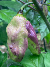 Load image into Gallery viewer, PJ Redlight (Pepper Seeds) (Pimenta Jolokia)