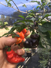 Load image into Gallery viewer, Primo Noir (Stinger Select) (Pepper Seeds)