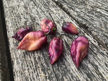 Load image into Gallery viewer, PJ Purple Ice Cream (Pepper Seeds)