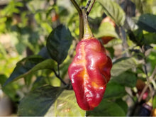 Load image into Gallery viewer, PJ White Ice Cream (Pepper Seeds)