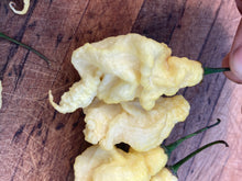 Load image into Gallery viewer, White Ghost Scorpion (Jays/T-E) (Pepper Seeds)
