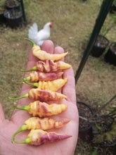 Load image into Gallery viewer, PJ Lavender Ice Cream (Pepper Seeds)