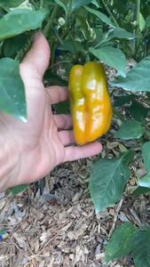 Arkaim (VSRP Poblano) (Pepper Seeds)