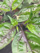 Load image into Gallery viewer, Primo Noir (Blushed) (Pepper Seeds)