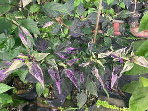 Babylon (VSRP Poblano) (Pepper Seeds)