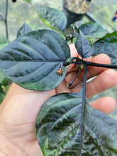 Load image into Gallery viewer, PJ Solid Black (Pepper Seeds)