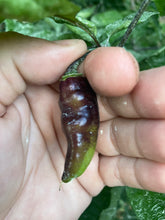 Load image into Gallery viewer, PJ Red OG (Pepper Seeds)