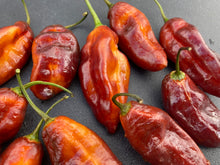 Load image into Gallery viewer, Serenade Horizon (Pepper Seeds)