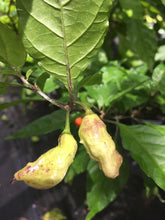 Load image into Gallery viewer, Bhut Jolokia Purple/Red "Purple Ghost" (Pepper Seeds)