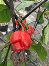 Load image into Gallery viewer, Purple Reaper (Pepper Seeds)