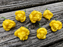 Load image into Gallery viewer, “Creamo” BOC X Primo (Cream) Pepper Seeds