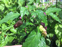 Load image into Gallery viewer, Bhut Jolokia Purple/Red "Purple Ghost" (Pepper Seeds)