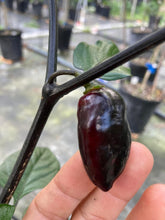 Load image into Gallery viewer, PJ Solid Black (Pepper Seeds)