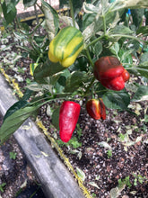 Load image into Gallery viewer, Bryan’s Blood (Stubby Rainbow)(Pepper Seeds)