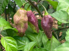 Load image into Gallery viewer, PJ Redlight (Pepper Seeds) (Pimenta Jolokia)