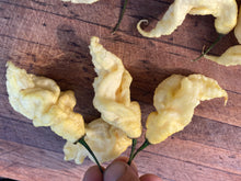 Load image into Gallery viewer, White Ghost Scorpion (Jays/T-E) (Pepper Seeds)