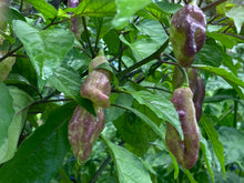 Load image into Gallery viewer, PJ Redlight (Pepper Seeds) (Pimenta Jolokia)