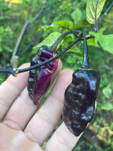Load image into Gallery viewer, PJ Peach’z & Cream’z Mix (Pepper Seeds)