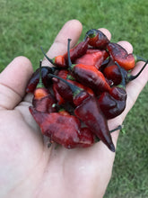 Load image into Gallery viewer, PJ Molten Ice (Pepper Seeds)