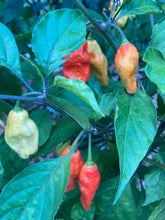 Load image into Gallery viewer, PJ Redlight (Pepper Seeds) (Pimenta Jolokia)