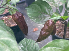 Load image into Gallery viewer, Primo Noir (Blushed) (Pepper Seeds)