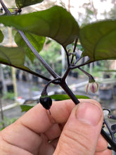 Load image into Gallery viewer, PJ Solid Black (Pepper Seeds)