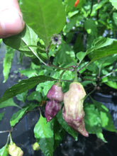 Load image into Gallery viewer, Bhut Jolokia Purple/Red "Purple Ghost" (Pepper Seeds)