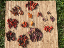 Load image into Gallery viewer, PJ Red OG (Pepper Seeds)
