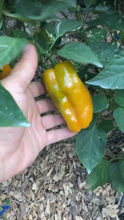Load image into Gallery viewer, Arkaim (VSRP Poblano) (Pepper Seeds)