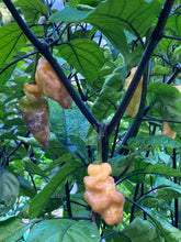 Load image into Gallery viewer, PJ Peach Ice (Pepper Seeds)