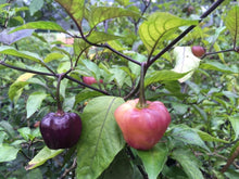 Load image into Gallery viewer, Roxa Lantern (T-E Mix)(Pepper Seeds)