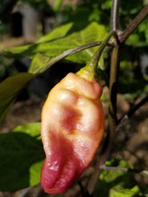 Load image into Gallery viewer, PJ White Ice Cream (Pepper Seeds)