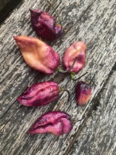 Load image into Gallery viewer, PJ Purple Ice Cream (Pepper Seeds)