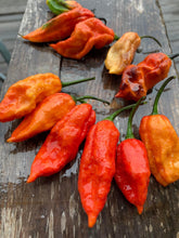 Load image into Gallery viewer, Primo Noir (Blushed) (Pepper Seeds)