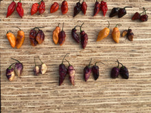 Load image into Gallery viewer, PJ Red OG (Pepper Seeds)