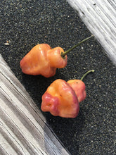Load image into Gallery viewer, Roxa Lantern (T-E Mix)(Pepper Seeds)