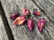 Load image into Gallery viewer, PJ Purple Ice Cream (Pepper Seeds)