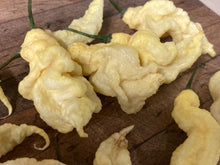 Load image into Gallery viewer, White Ghost Scorpion (Jays/T-E) (Pepper Seeds)