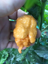 Load image into Gallery viewer, “Repo Man” (BOC X Reaper OG2)(Pepper Seeds)