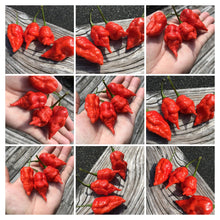Load image into Gallery viewer, Primo Noir (Stinger Select) (Pepper Seeds)