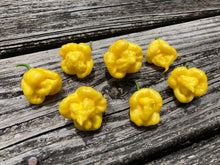 Load image into Gallery viewer, “Creamo” BOC X Primo (Cream) Pepper Seeds