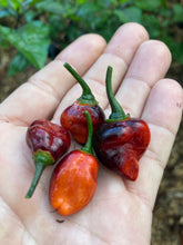 Load image into Gallery viewer, PJ Molten Mini (Pepper Seeds)