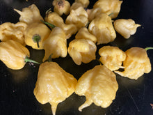 Load image into Gallery viewer, “Creamo” BOC X Primo (Cream) Pepper Seeds