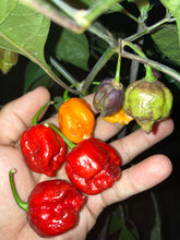 Load image into Gallery viewer, Purple Reaper (Pepper Seeds)