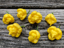 Load image into Gallery viewer, “Creamo” BOC X Primo (Cream) Pepper Seeds